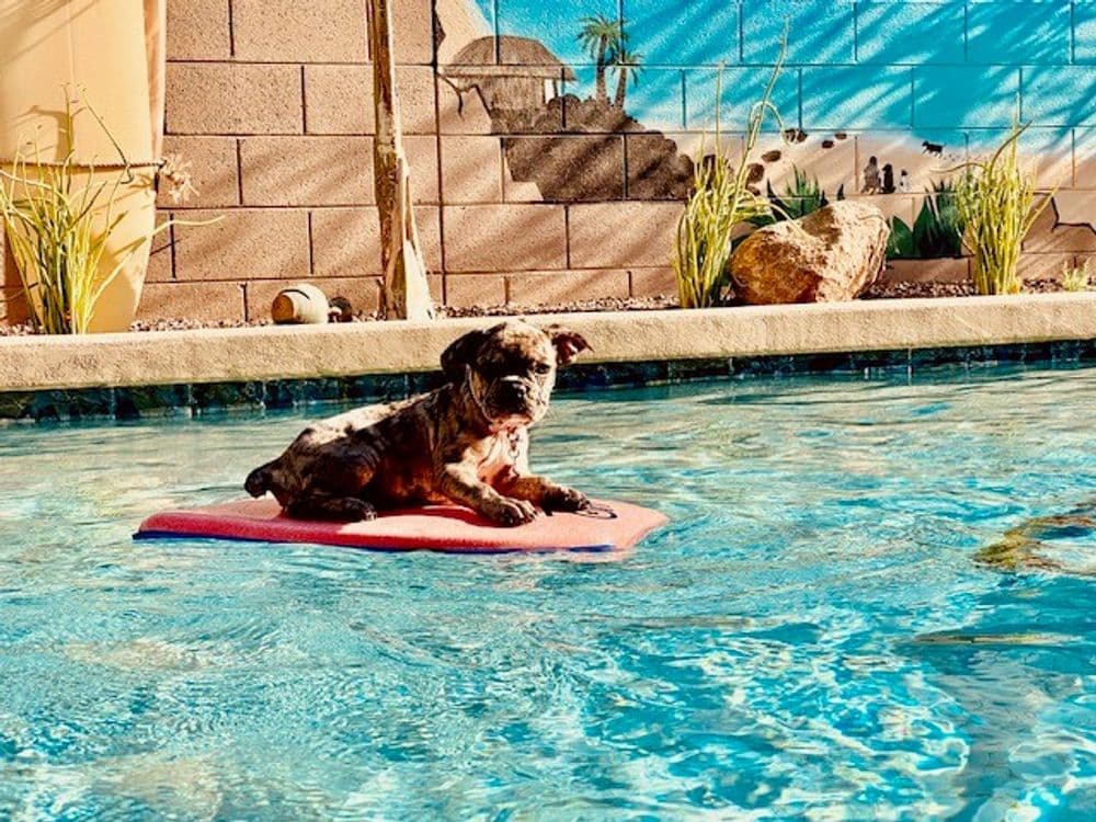 Dog relaxing on a floating mat in a pool with a colorful mural backdrop.