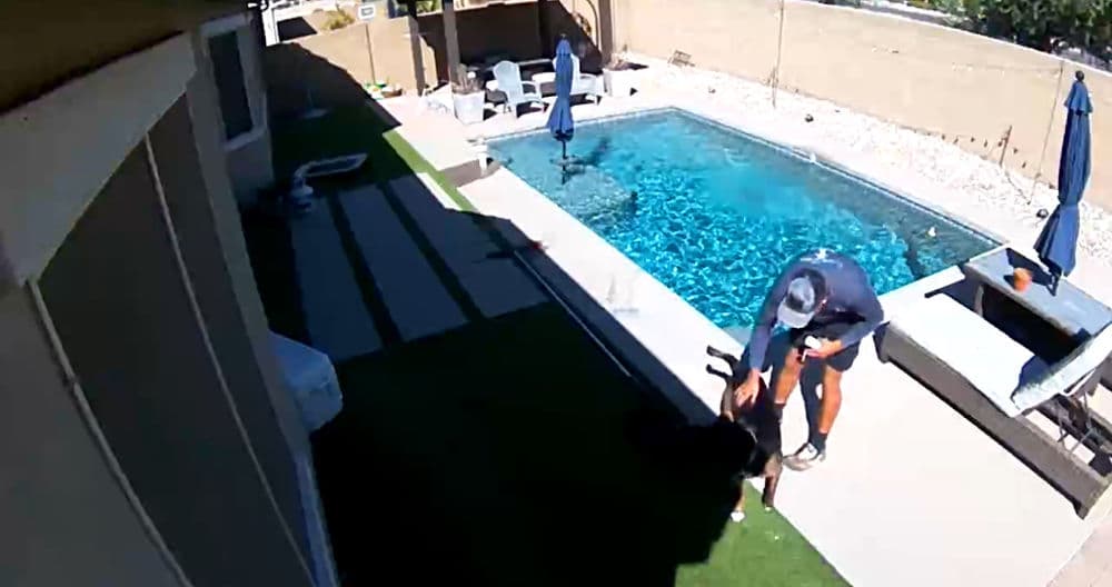 Man playing with a dog by a residential pool in a sunny backyard setting.